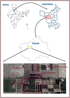 Optimizing planting geometries in eucalyptus-based food production systems for enhanced yield and carbon sequestration